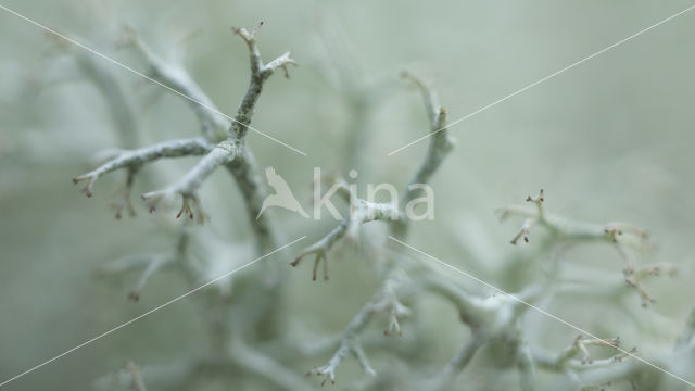 Reindeer Lichen (Cladina)