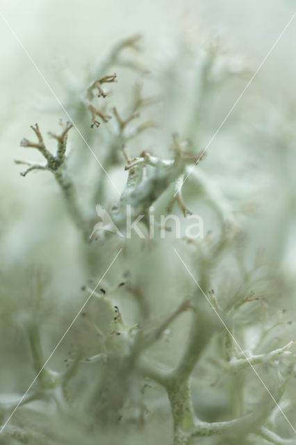 Reindeer Lichen (Cladina)