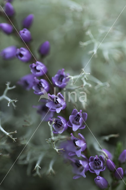 Heather