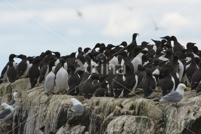 Guillemot