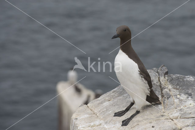 Guillemot