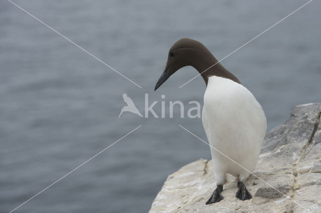 Guillemot