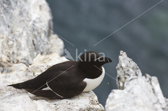 Razorbill (Alca torda)