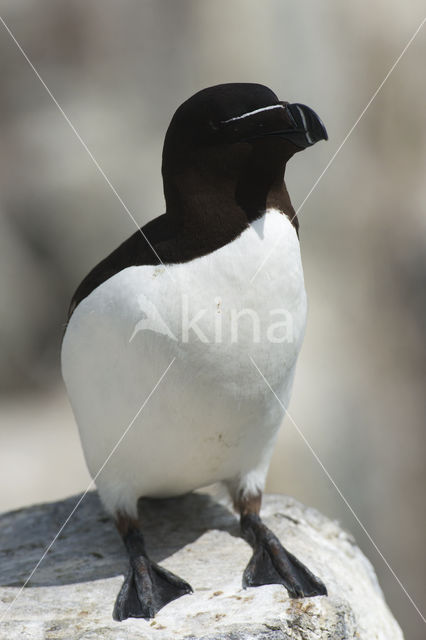 Razorbill (Alca torda)