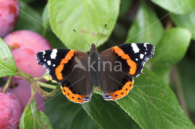 Red Admiral (Vanessa atalanta)