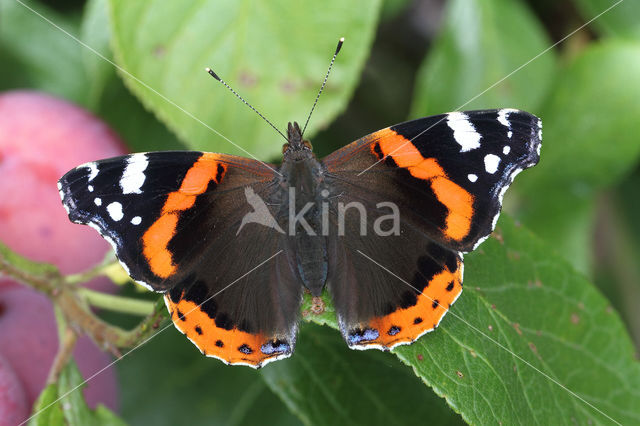 Red Admiral (Vanessa atalanta)