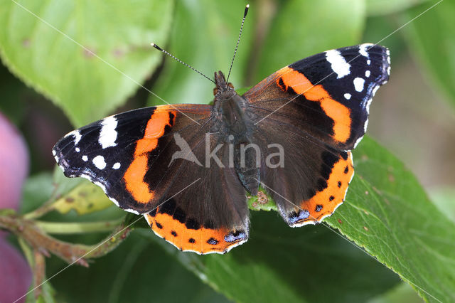 Red Admiral (Vanessa atalanta)