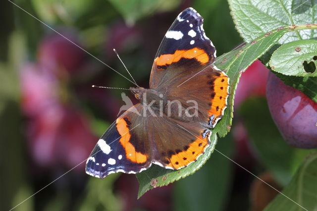 Red Admiral (Vanessa atalanta)