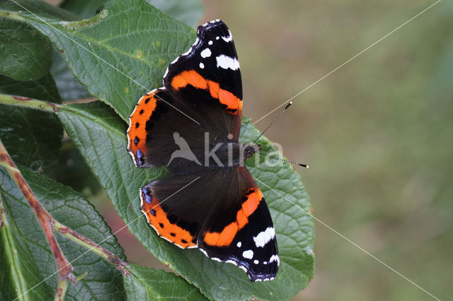 Red Admiral (Vanessa atalanta)