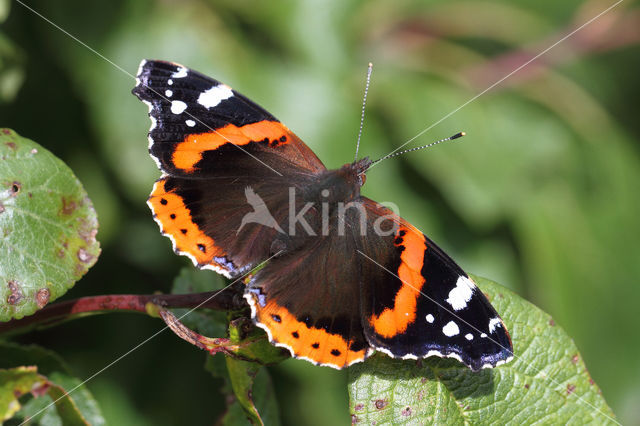 Red Admiral (Vanessa atalanta)