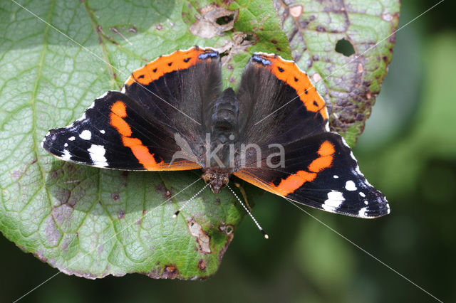 Red Admiral (Vanessa atalanta)