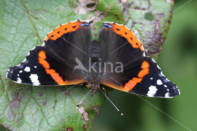 Red Admiral (Vanessa atalanta)