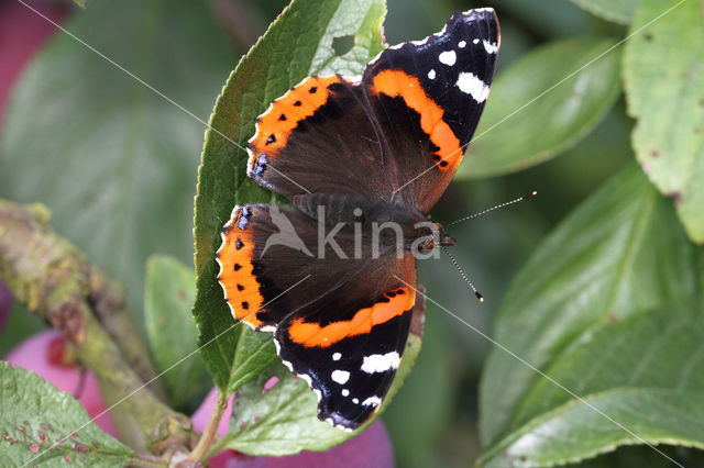 Red Admiral (Vanessa atalanta)