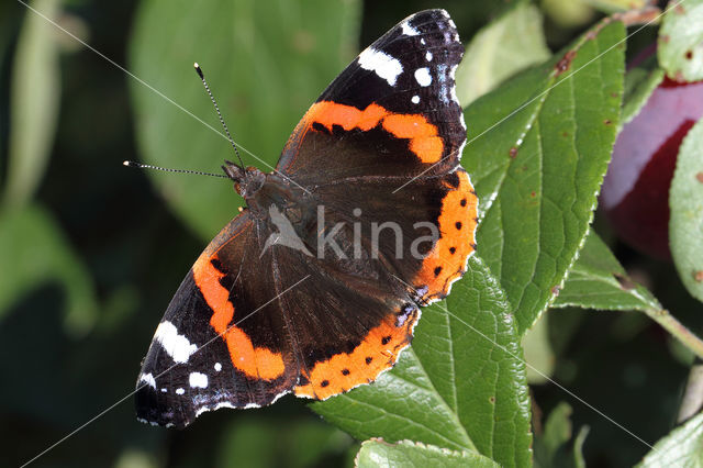 Red Admiral (Vanessa atalanta)