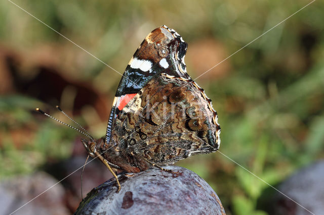 Red Admiral (Vanessa atalanta)