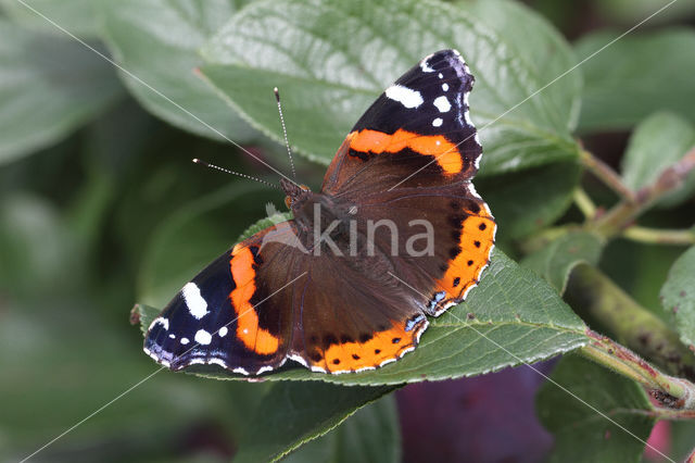 Red Admiral (Vanessa atalanta)