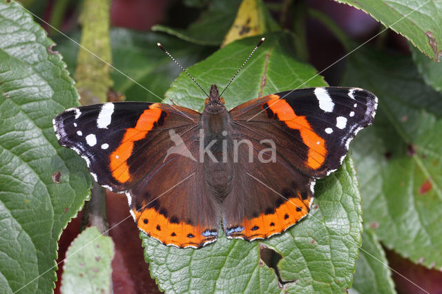 Red Admiral (Vanessa atalanta)