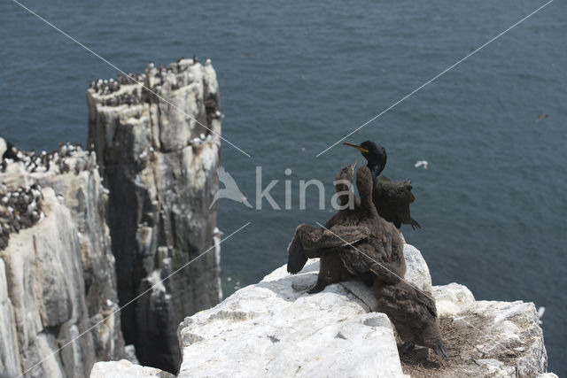 Kuifaalscholver (Phalacrocorax aristotelis)