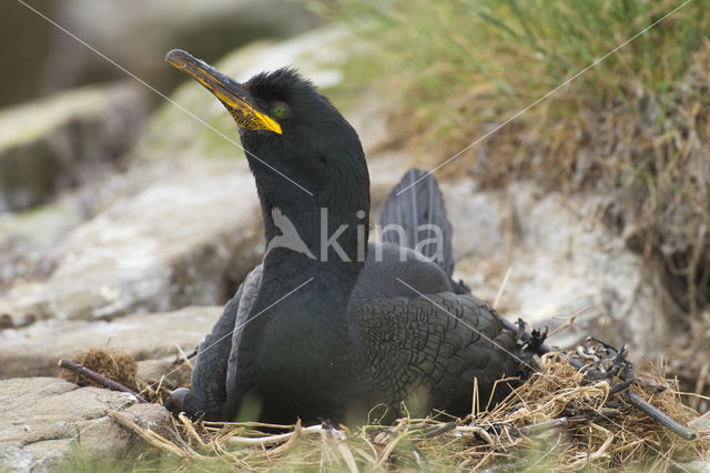 Kuifaalscholver (Phalacrocorax aristotelis)