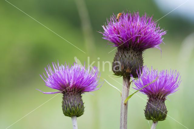 Vederdistel (Cirsium helenoides)