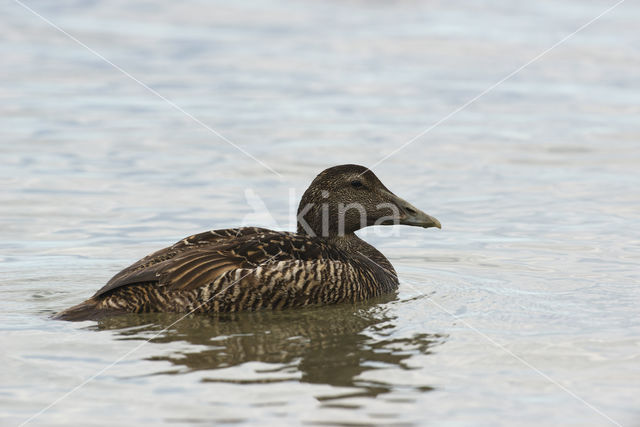 Eider (Somateria mollissima)