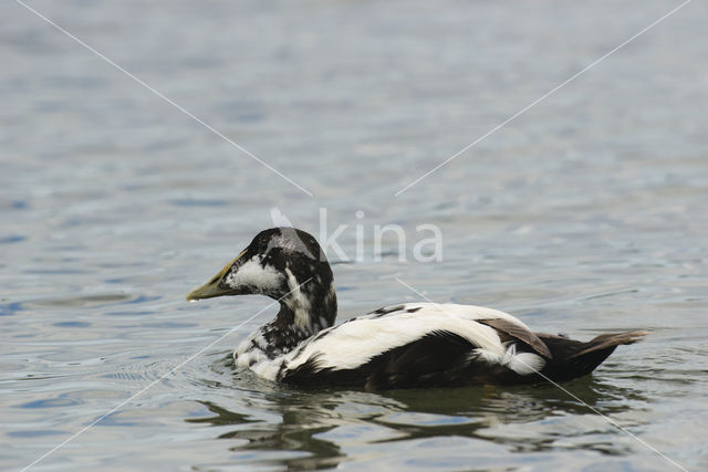 Eider (Somateria mollissima)