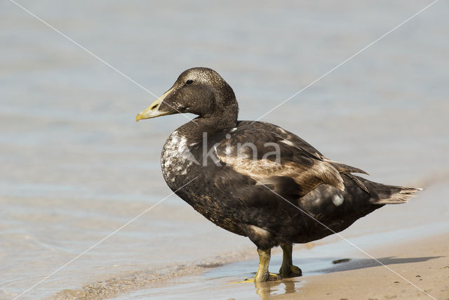 Eider (Somateria mollissima)