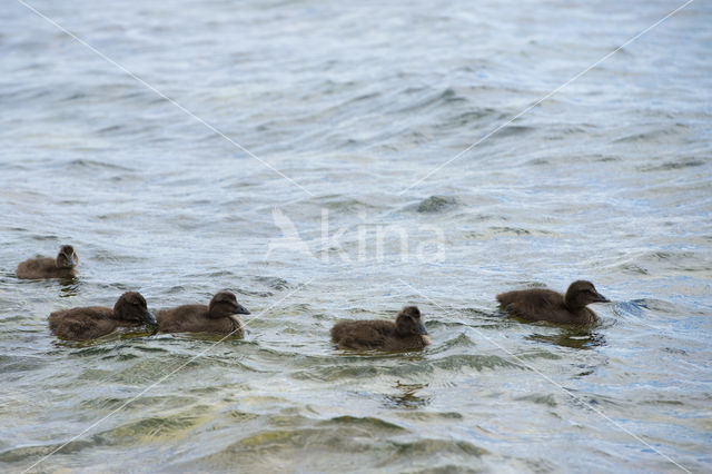 Eider (Somateria mollissima)