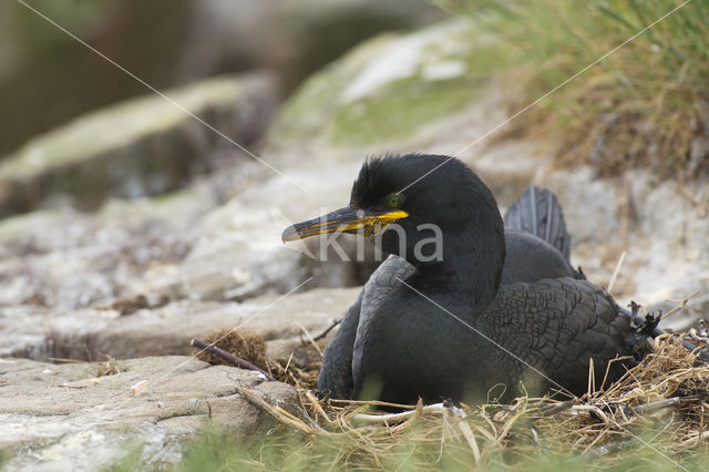 Kuifaalscholver (Phalacrocorax aristotelis)