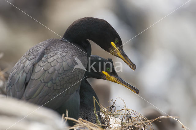 Kuifaalscholver (Phalacrocorax aristotelis)