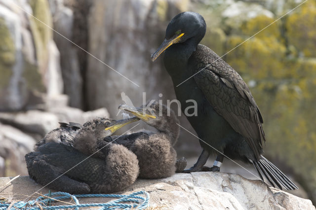 Kuifaalscholver (Phalacrocorax aristotelis)