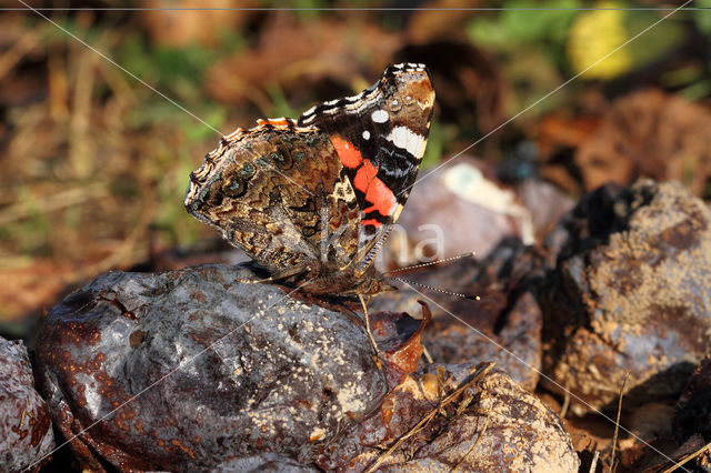 Red Admiral (Vanessa atalanta)