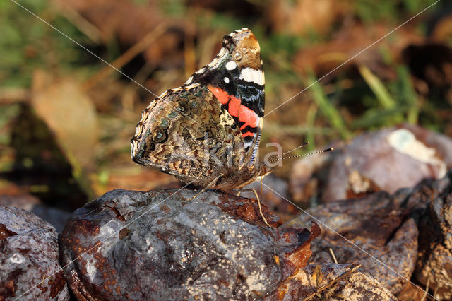 Red Admiral (Vanessa atalanta)