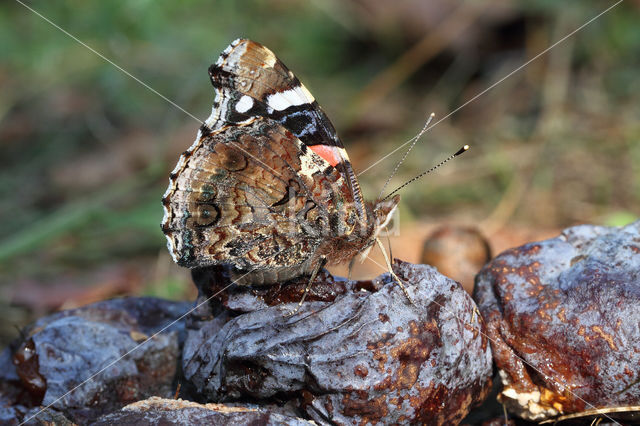 Red Admiral (Vanessa atalanta)