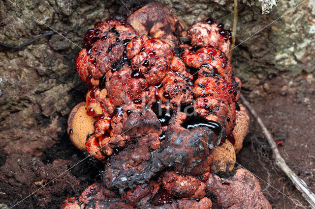 Beefsteak Fungus (Fistulina hepatica)