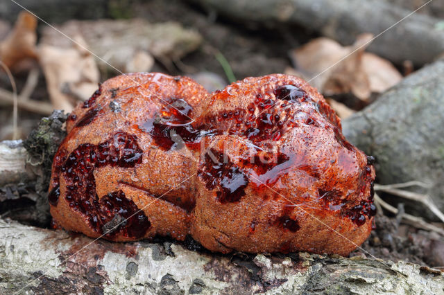 Biefstukzwam (Fistulina hepatica)