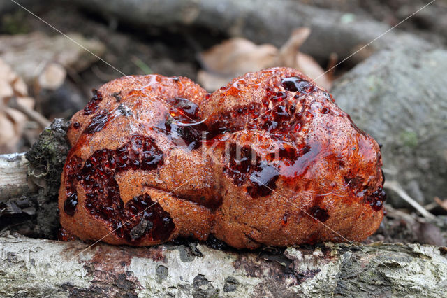 Biefstukzwam (Fistulina hepatica)