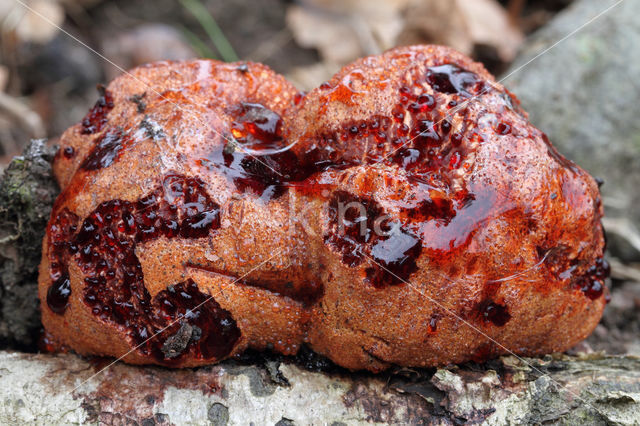 Biefstukzwam (Fistulina hepatica)