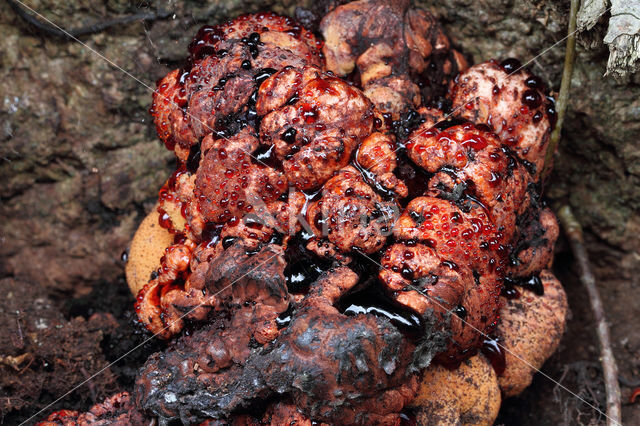 Beefsteak Fungus (Fistulina hepatica)