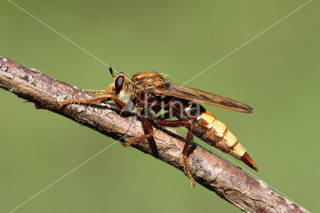 Hornet robberfly (Asilus crabroniformis)