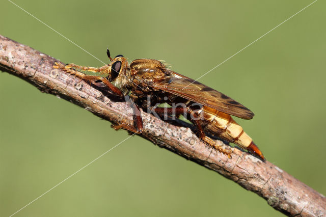 Hornet robberfly (Asilus crabroniformis)