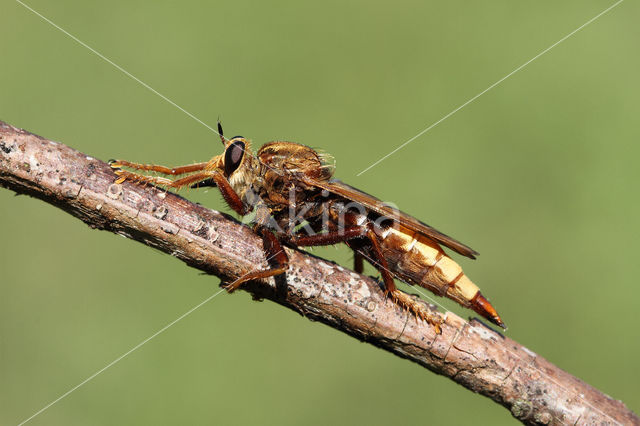 Hornet robberfly (Asilus crabroniformis)