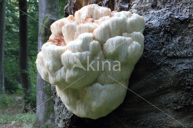 Bearded tooth (Hericium erinaceus)