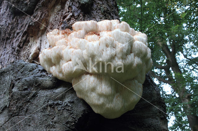 Bearded tooth (Hericium erinaceus)