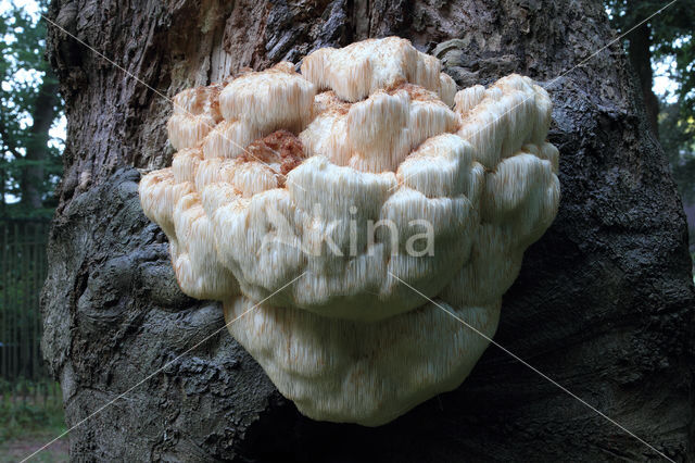 Bearded tooth (Hericium erinaceus)