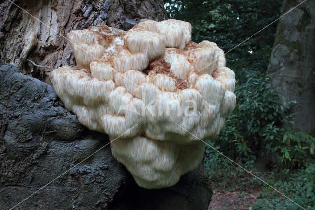 Bearded tooth (Hericium erinaceus)