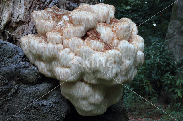 Bearded tooth (Hericium erinaceus)