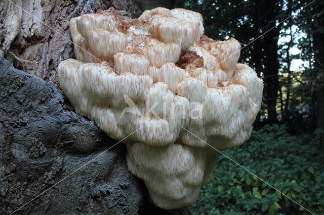 Bearded tooth (Hericium erinaceus)