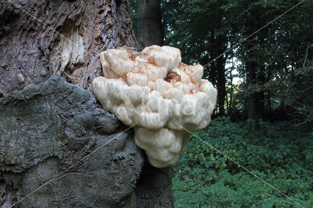 Bearded tooth (Hericium erinaceus)