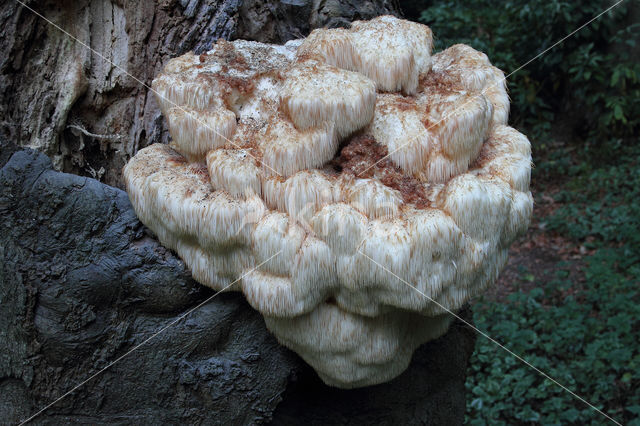 Bearded tooth (Hericium erinaceus)